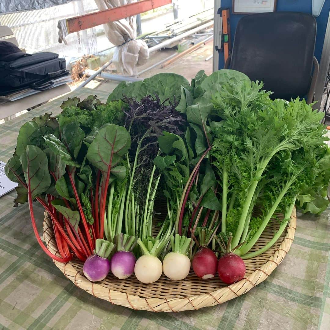 赤星拓さんのインスタグラム写真 - (赤星拓Instagram)「🥬モーツァルトを聴き、阿蘇の湧水で育った素晴らしい野菜達🥬 旨味が溢れる野菜に衝撃を受けました‼️ #asoモーツァルト野菜  コスギグループ様　@highland.tarou  より、ご縁あって紹介頂きました #つじ農園  様。  現在の大変な状況下でも私達の食を支えて下さっている生産者の方々に心から感謝しなければと改めて思いました。  #食育 #おいしい健康 #生産者に感謝 #つじ農園 #asoモーツァルト野菜  #ベジしゃぶ #コスギリゾート #阿蘇ハイランド  #阿蘇 #ベストアメニティ #みなさんにこの素晴らしい野菜達を楽しんでもらえるように」4月29日 8時24分 - akahoshi.taku_1