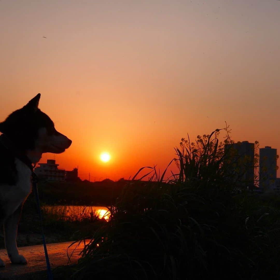 くろさんのインスタグラム写真 - (くろInstagram)「夕焼け豆散歩🌆 #シルエットロマンス部 #夕焼け空 #夕焼け小焼け部 #夕焼けハンター #sunset #kuroshiba #blackshiba #shibainu #shibastagram #instadog #dogstagram #柴犬 #黒柴 #黑柴 #日本犬 #和犬 #シニア犬 #癒し犬 #いぬら部 #ふわもこ部 #柴犬部 #モフモフ生命体 #柴犬のいる暮らし #柴犬のいる生活 #柴犬と一緒 #わんこのいる暮らし #わんこのいる生活 #わんこと一緒 #わんダフォ #わんだふるJapan」4月29日 18時25分 - m6bmw