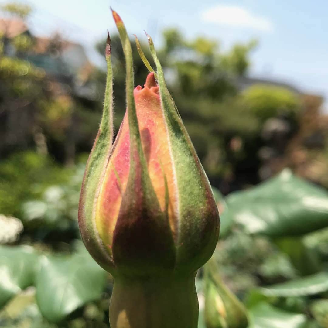 CBCテレビ アナウンス部さんのインスタグラム写真 - (CBCテレビ アナウンス部Instagram)「我慢の時間は続きますが、蕾を迎えている時間だと願って。『開花の日を！』と宮部アナ！ #薔薇開花 #CBCアナウンサー #ドラ魂キング #おうちでラジオ」4月29日 18時27分 - cbc.announcer