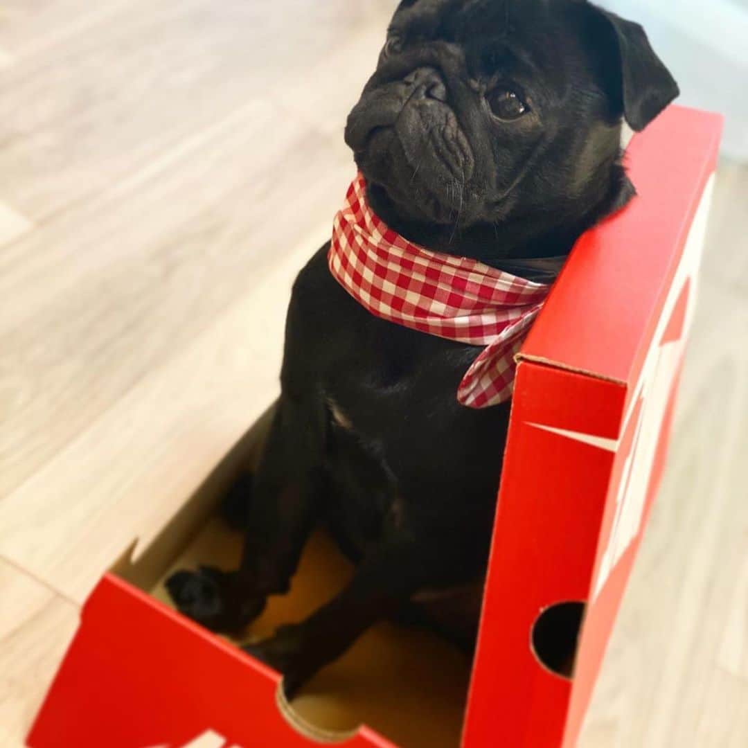 のインスタグラム：「#Repost @kuro_0607 with @make_repost ・・・ 🐾 素敵な靴が届きました🧔🏻👟 ・ #stayhome #staysafe #norainnorainbow ・ #pug #黒パグ #パグスタグラム  #犬バカ部 #犬のいる暮らし」