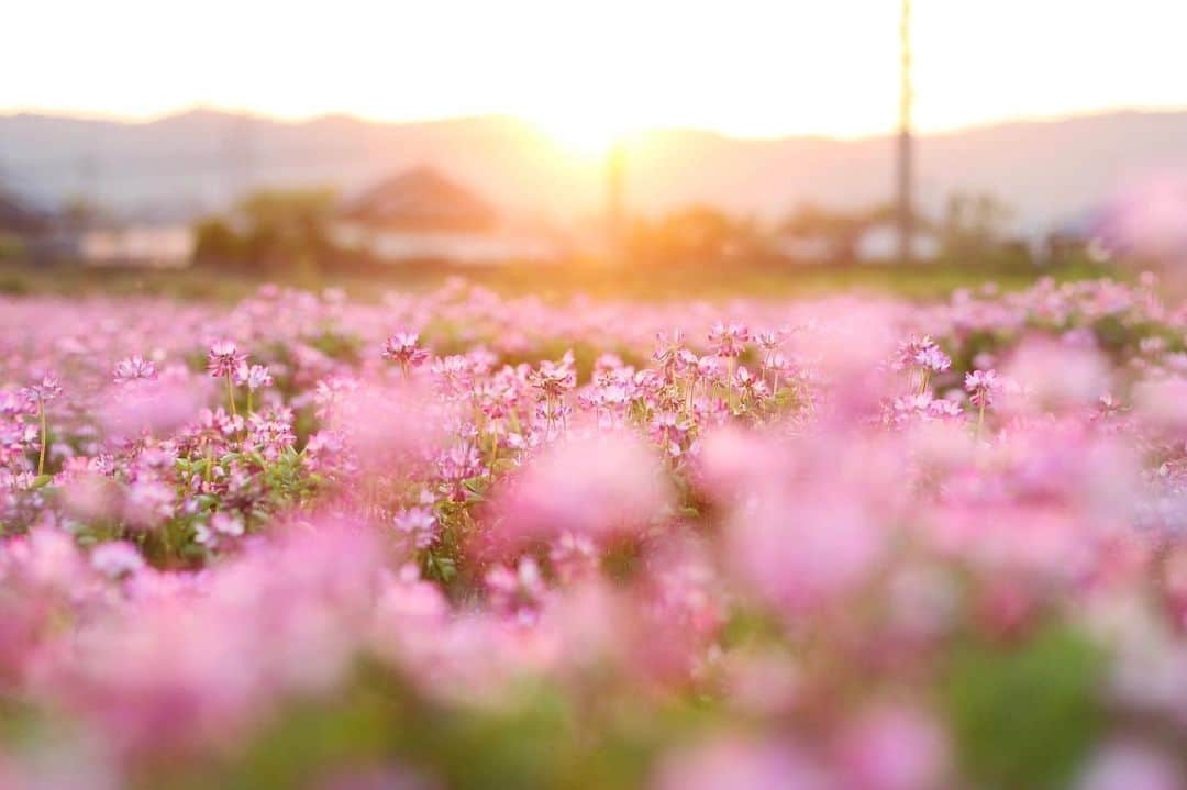 shin_goのインスタグラム：「#2362 2020.4.29wed  雲一つない夕方、 今日も写ん歩へ。」