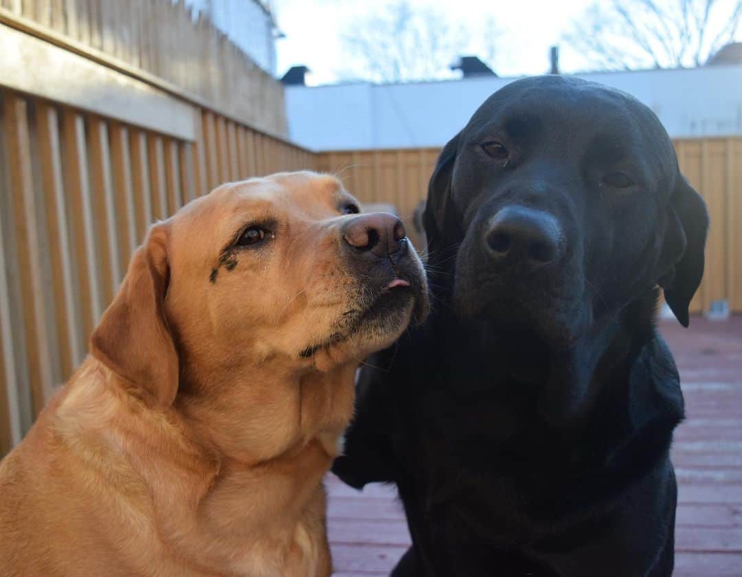 Jake And Gingerさんのインスタグラム写真 - (Jake And GingerInstagram)「Stay still and let me kiss you, dammit! 😂😍😍😍 #labsquad #lab #labsofinstagram #labradorretriever #lablove #dogsofinstagram #doglife #doglovers #doglife🐾 #dogslife #dogoftheday #kissdogs #dogkisses #dogkisses #dogkissesarethebest #marriedlife #marriedcouple #marriedtomybestfriend #talesofalab #tailsofalab #dailyfluff #fluffydogsofinstagram #funnydogsofinstagram #dogstories #dogsinlove #dogsinlove🐾❤️」4月29日 19時16分 - jake_n_ginger