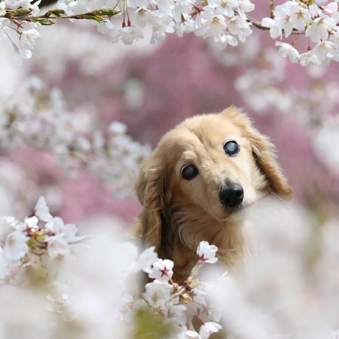 ハッチ＆ニコのインスタグラム：「ハッチ県も咲き始めは早かったものの花冷えが続いたので、ようやく満開になりました。 誰もいない穴場はたくさん有るので今年もハッチと桜を観ることが出来ました🐶🐶🌸 #sakura #桜　#桜ワンコ #カメラ嫌い同好会 #pecoいぬ部 #犬の生活が第一 #癒しわんこ #dachshund #犬バカ部 #短足部 #ふわもこ部 #tokyocameraclub #東京カメラ部」