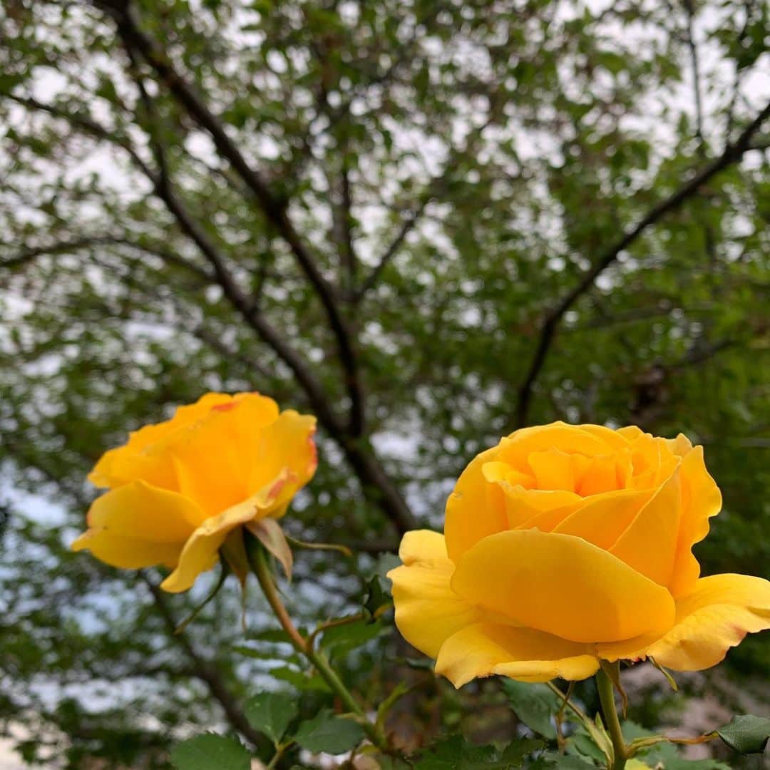 木部さんさんのインスタグラム写真 - (木部さんInstagram)「例年この時期、根津神社や六義園のツツジを見にいくのですが、今年はコロナで諦めていました！😢﻿ ﻿ ﻿ 　でも、近所にもこんなに綺麗なツツジの花やお花も咲いていましたよ！🌼 ﻿ ﻿ ﻿ ﻿ 　#綺麗な花　#ツツジ #道端の花 #4月 #コロナが早く終息しますように #コロナに負けるな #すずらん #薔薇 #黄色い薔薇 #可愛い花 #季節の花 #beautifulflowers #azaleas #prettyflowers #streetflowers #staystrong #yellowroses #april2020 ##lillyofthevalley #staysafe」4月29日 10時47分 - kibe_dayo