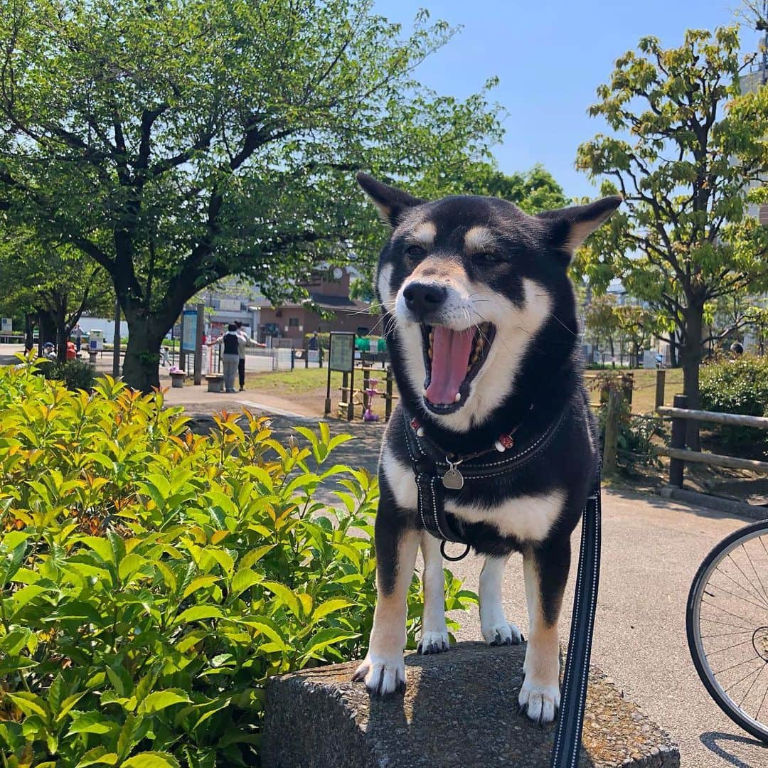 vo_coのインスタグラム：「🥱 今日は #昭和の日 らしいわんね！ ところで昭和って何？ あたしは平成と令和をまたにかける柴犬なんだわん！ * #shibastagram #instashiba #shiba #shibainu #黒柴 #柴犬」