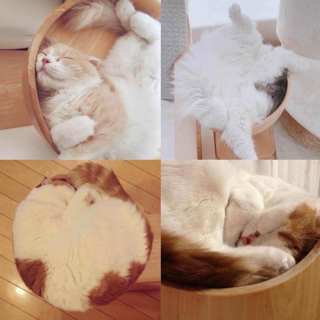 のんたのインスタグラム：「みんな同じ場所で寝ているのにこの違い😂 ぼーちゃんのかわいさ、ぱんちゃんの自由奔放な感じ、のんちゃんのお行儀のよさがよくわかります ・  #scottishfold #catstagram_japan #catsofinstagram #cats_of_instagram#catoftheday #ilovemycat #bestmeow #catlover #cutecat #kittensofinstagram #cute #スコティッシュフォールド#brotherandsister#stayhomewithcats」