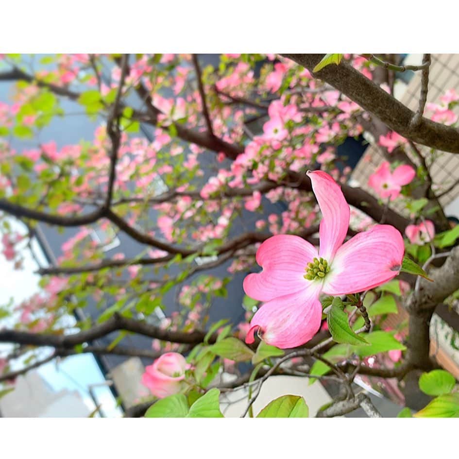 百合華さんのインスタグラム写真 - (百合華Instagram)「I'm feeling amazing of nature and spring existence in Kyoto 🍀💕 #japan #日本 #kyoto #京都 #spring #春 #小春日和 #springflowers  #春の花 #colorful  #カラフル #生命 #存在 #感じる #お散歩 #お散歩タイム」4月29日 11時24分 - yurika.lovelily