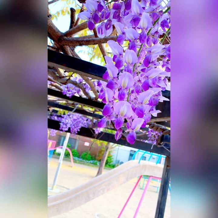 のインスタグラム：「I'm feeling amazing of nature and spring existence in Kyoto 🍀💕 #japan #日本 #kyoto #京都 #spring #春 #小春日和 #springflowers  #春の花 #colorful  #カラフル #生命 #存在 #感じる #お散歩 #お散歩タイム」