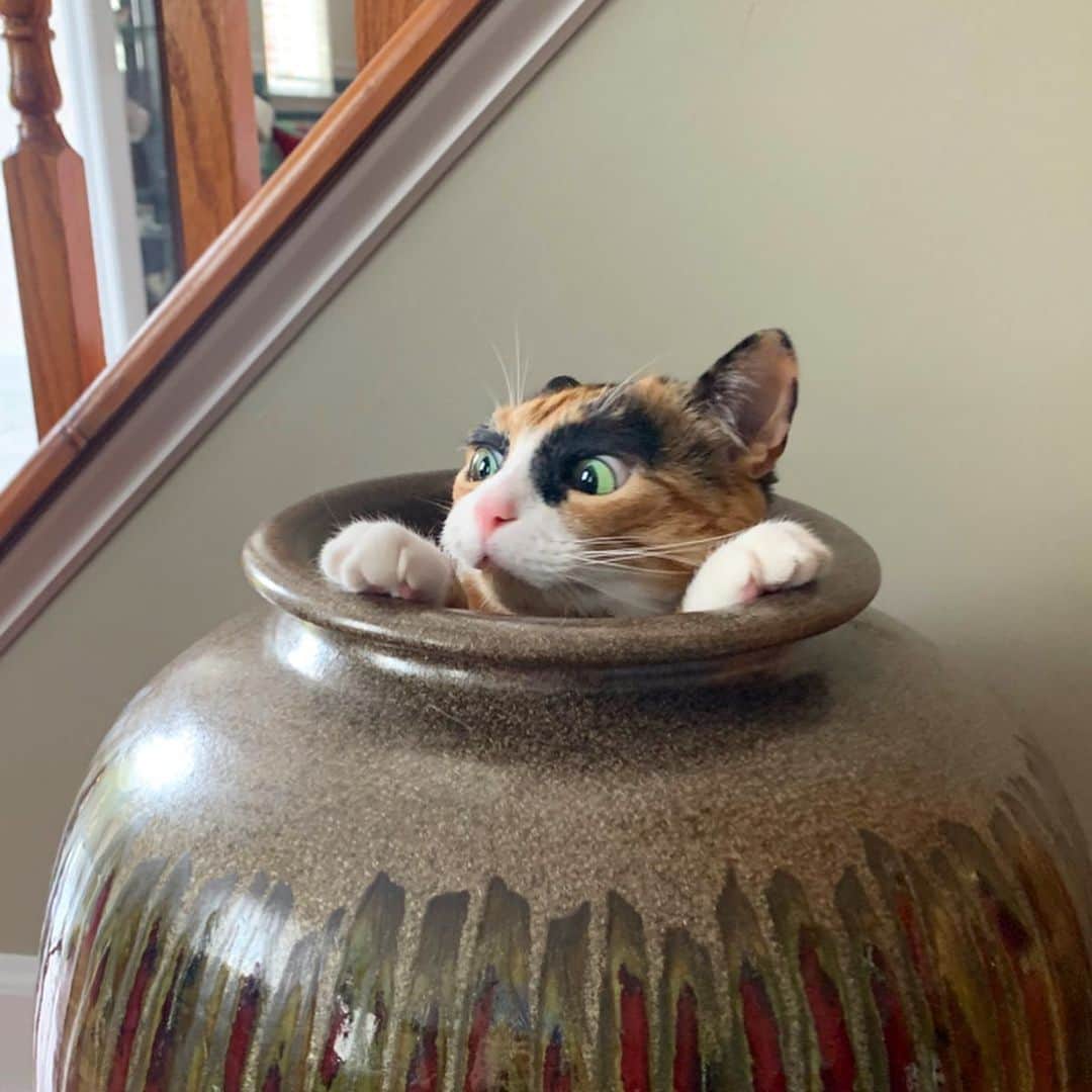リリーのインスタグラム：「I’ve made a huge mistake 😳 . . . #lillycrazyeyes #quarantine #stayhome #catsofinstagram #9gag #calico #instacat #meowstagram #meow #meowdel #instacalico #calico  #catvase #mistakesweremade」