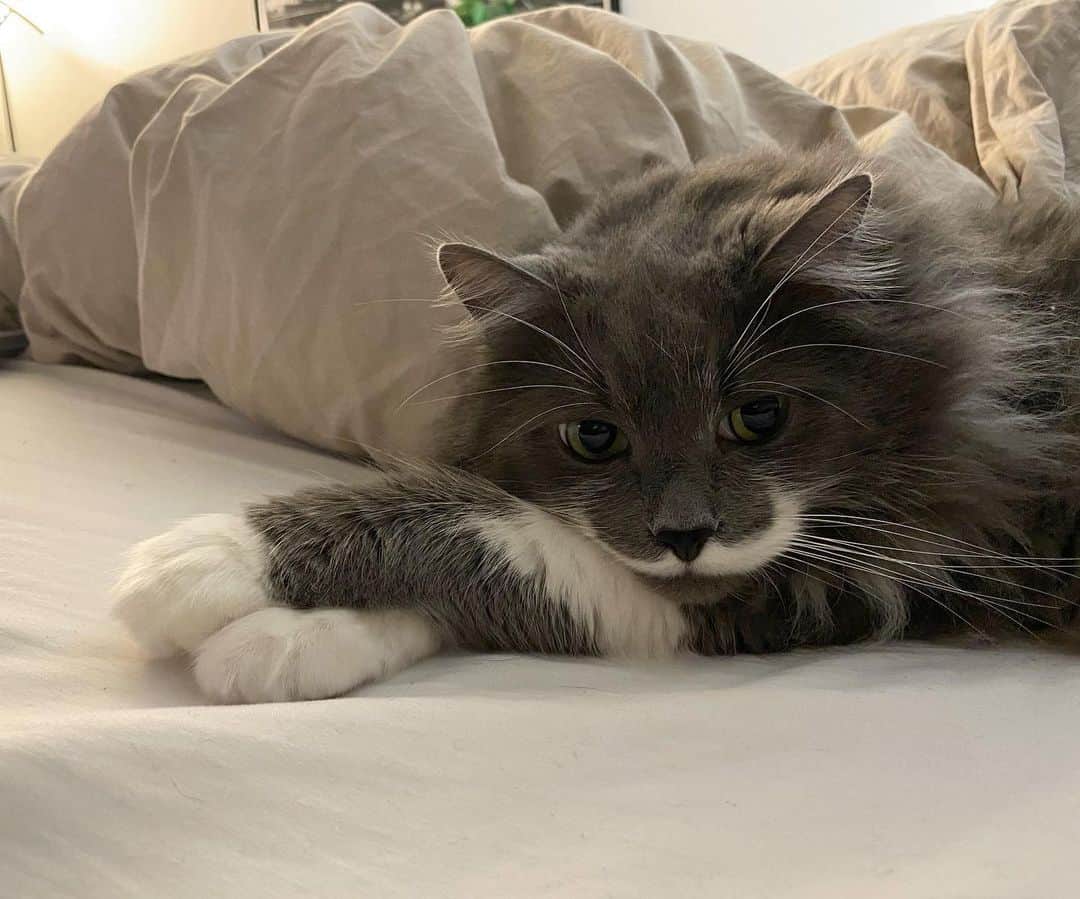 のインスタグラム：「Dreaming of a day when there won’t be people in the house 24/7 and I can nap in peace... #mustachecat」