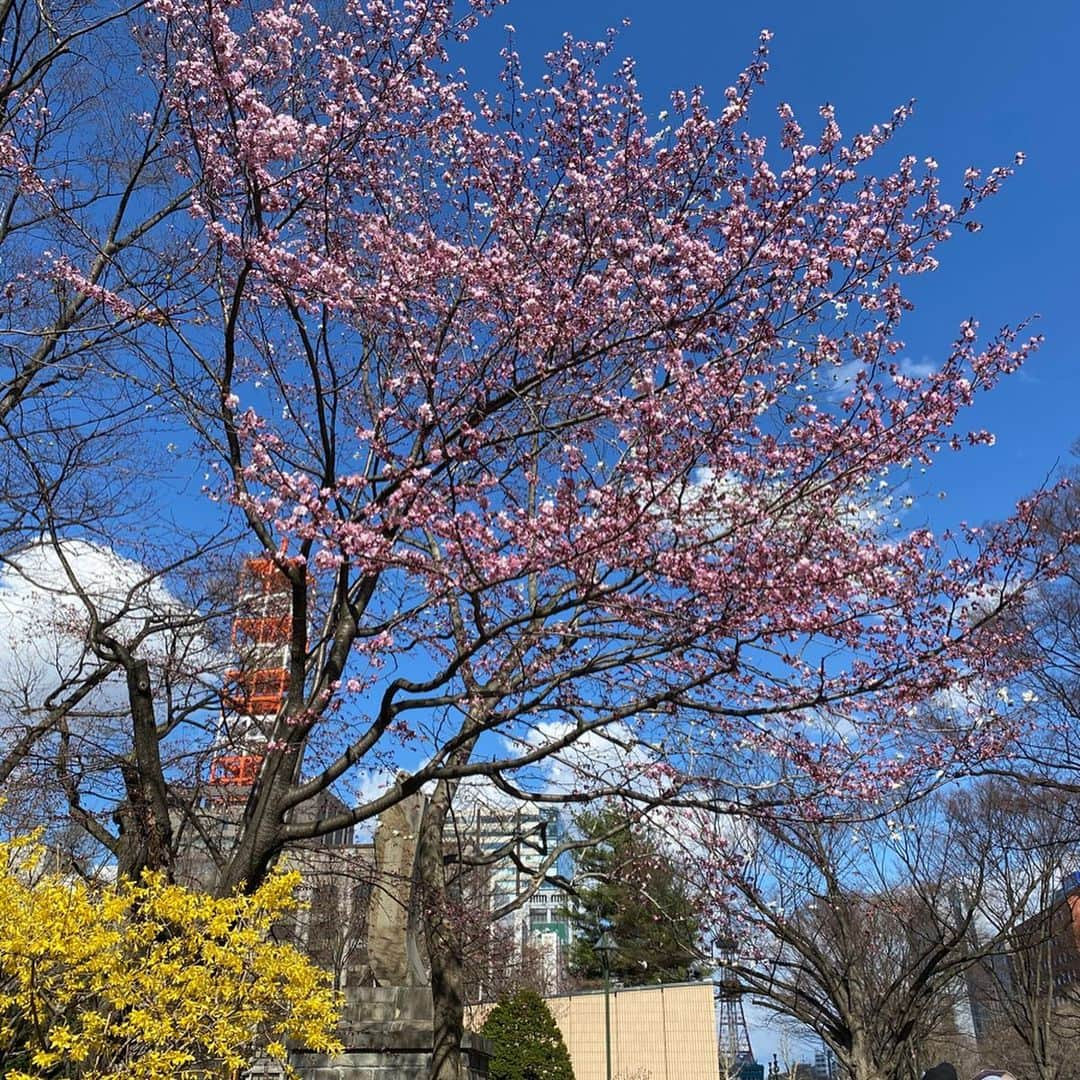 佐藤彩さんのインスタグラム写真 - (佐藤彩Instagram)「桜が気になる今日この頃…🌸 . . 札幌の桜の開花宣言は、今日の午後以降に持ち越しとなりましたが…  こちらは昨日のお散歩中に見つけた桜たち🌸 やっぱり青空が似合う😊✨ . . #桜　#札幌　#開花宣言　#今日かな #午前の観測では4輪だったそうな  #惜しい #あと1輪 #青空と桜 #桜めぐり散歩  #大通公園周辺ではもうちらほら咲いていました #明日からポカポカ陽気 #桜も喜びそう #HBC #アナウンサー #佐藤彩」4月29日 12時01分 - hbc_ayasato