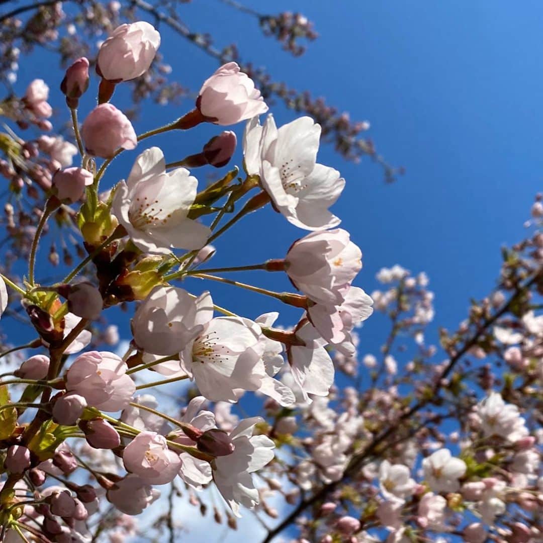 佐藤彩さんのインスタグラム写真 - (佐藤彩Instagram)「桜が気になる今日この頃…🌸 . . 札幌の桜の開花宣言は、今日の午後以降に持ち越しとなりましたが…  こちらは昨日のお散歩中に見つけた桜たち🌸 やっぱり青空が似合う😊✨ . . #桜　#札幌　#開花宣言　#今日かな #午前の観測では4輪だったそうな  #惜しい #あと1輪 #青空と桜 #桜めぐり散歩  #大通公園周辺ではもうちらほら咲いていました #明日からポカポカ陽気 #桜も喜びそう #HBC #アナウンサー #佐藤彩」4月29日 12時01分 - hbc_ayasato