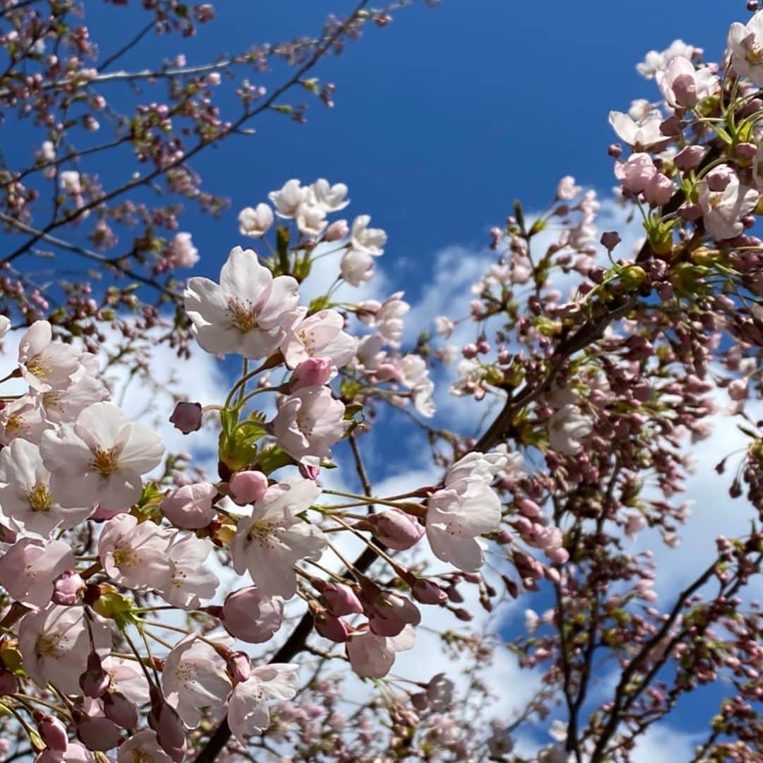 佐藤彩さんのインスタグラム写真 - (佐藤彩Instagram)「桜が気になる今日この頃…🌸 . . 札幌の桜の開花宣言は、今日の午後以降に持ち越しとなりましたが…  こちらは昨日のお散歩中に見つけた桜たち🌸 やっぱり青空が似合う😊✨ . . #桜　#札幌　#開花宣言　#今日かな #午前の観測では4輪だったそうな  #惜しい #あと1輪 #青空と桜 #桜めぐり散歩  #大通公園周辺ではもうちらほら咲いていました #明日からポカポカ陽気 #桜も喜びそう #HBC #アナウンサー #佐藤彩」4月29日 12時01分 - hbc_ayasato