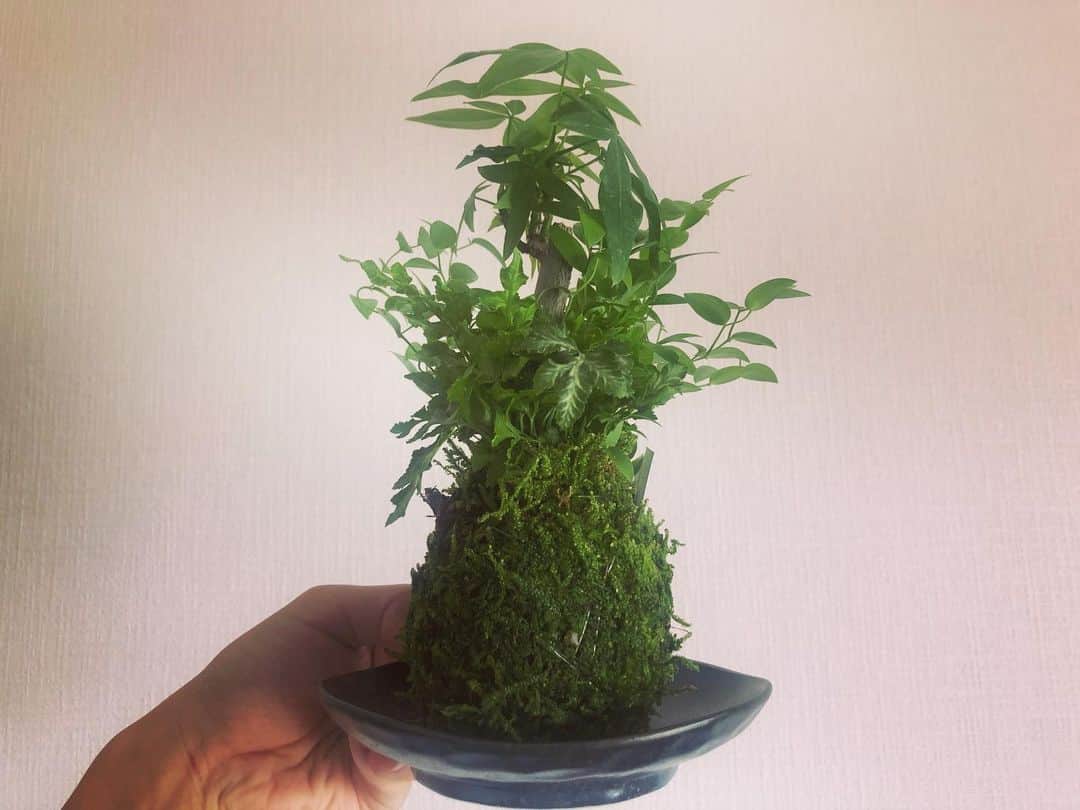 はねゆりのインスタグラム：「New family🌿✨﻿ 苔玉ちゃん﻿ (アスパラガススマイラックス・パキラ・プテリスエバーグミエンシス)﻿ ﻿ いつも植物に名前つけるんだけど。﻿ 今回は彼に名付け親になってもらいました。﻿ ﻿ 命名「宗一郎」﻿ ﻿ この子は、そーいちろう君になりました👏💕﻿ ﻿ #chichijojo﻿ #stayhome」