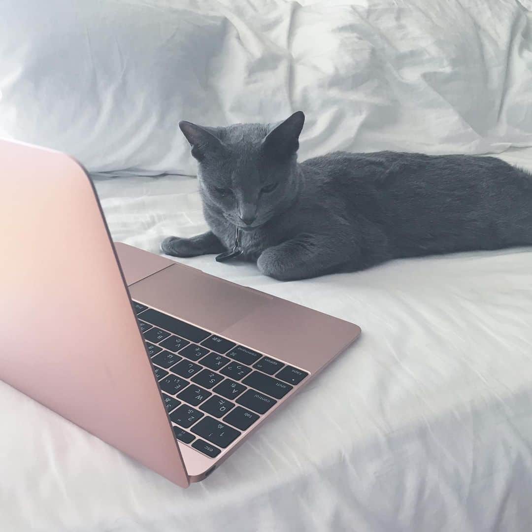 岸本佳子さんのインスタグラム写真 - (岸本佳子Instagram)「HOMEWORKER cat 🐈 #stayhome #stayhome_tgo #cat #russianblue」4月29日 12時35分 - yoshico_kishimoto