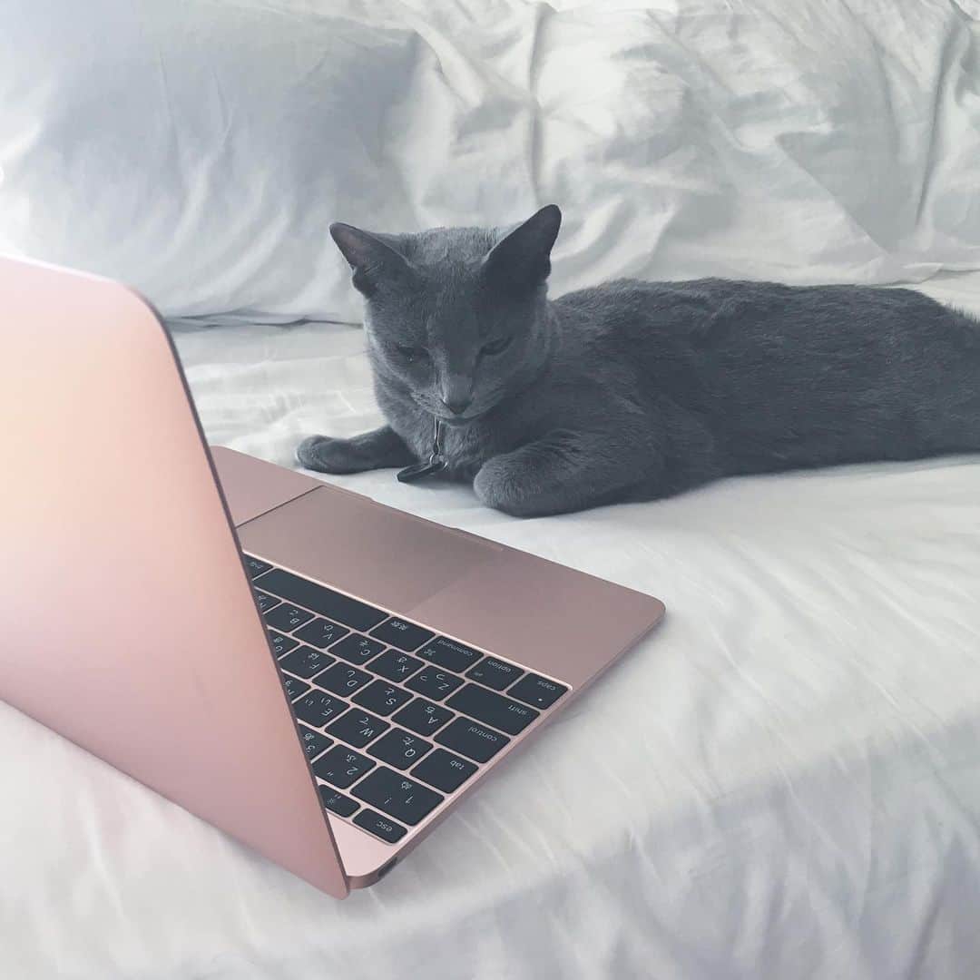 のインスタグラム：「HOMEWORKER cat 🐈 #stayhome #stayhome_tgo #cat #russianblue」