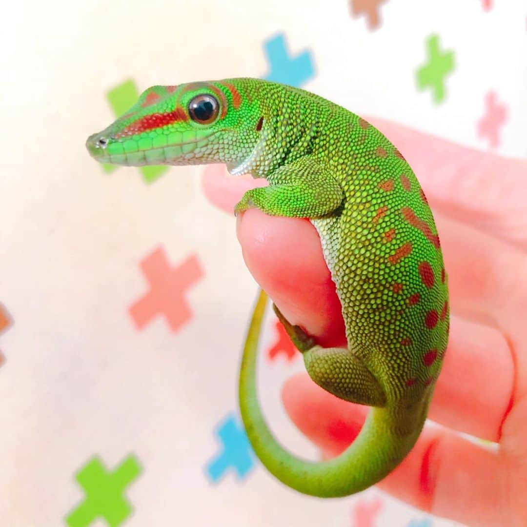 和田美枝のインスタグラム：「和田さん家の森さん🦎🦎🦎 #爬虫類 #グランディスヒルヤモリ #名前は森さん #指にひっつくの可愛いすぎて #たまらん #マイペース #逃げたら天井まで行きよる #苦手な人はごめんなさい」