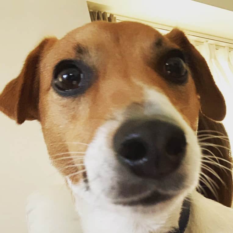 清浦夏実さんのインスタグラム写真 - (清浦夏実Instagram)「今日もご機嫌麗しいウィリアム公。 #犬 #dog #いぬすたぐらむ #かわいい #相変わらず #元気100倍 #jackrussellterrier #ジャックラッセルテリア #狩猟犬  ジャックラッセルテリアは狩猟犬なので、朝夕1時間以上お散歩に行きます。なので可愛い顔してめちゃくちゃマッチョです。飼い主はどんどん健康になります。」4月29日 13時23分 - kiyo_723