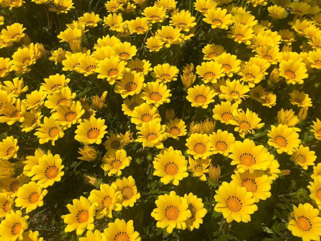 島津咲苗さんのインスタグラム写真 - (島津咲苗Instagram)「マスクをして散歩🌼 ガザニアの花が咲いていました。ミツバチが紛れやすそうな花だなと思って見ていました🐝笑 . . . #花のある暮らし #ガザニア #ガザニアの花 #島津咲苗 #散歩」4月29日 13時53分 - sanae_shimazu