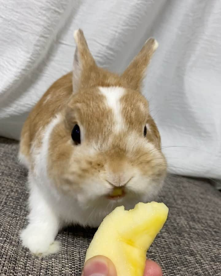 BUNNY?TUNA? のインスタグラム：「. アッポー🍎 . #🍎#apple#りんご#nyamnyam #nomnom  #ネザーランドドワーフ#ツナ#TUNA#うさぎ#ふわもこ部#うさぎ部#うさぎのしっぽ#ペット#netherlanddwarf#bunnystagram#rabbit#lapin#cutebunny#bunnylove#bunnies#pet#petgram#rabbitstagram#japan#kawaii#weeklyfluff#cutepetclub#instapets#instabunnies#animallovers」