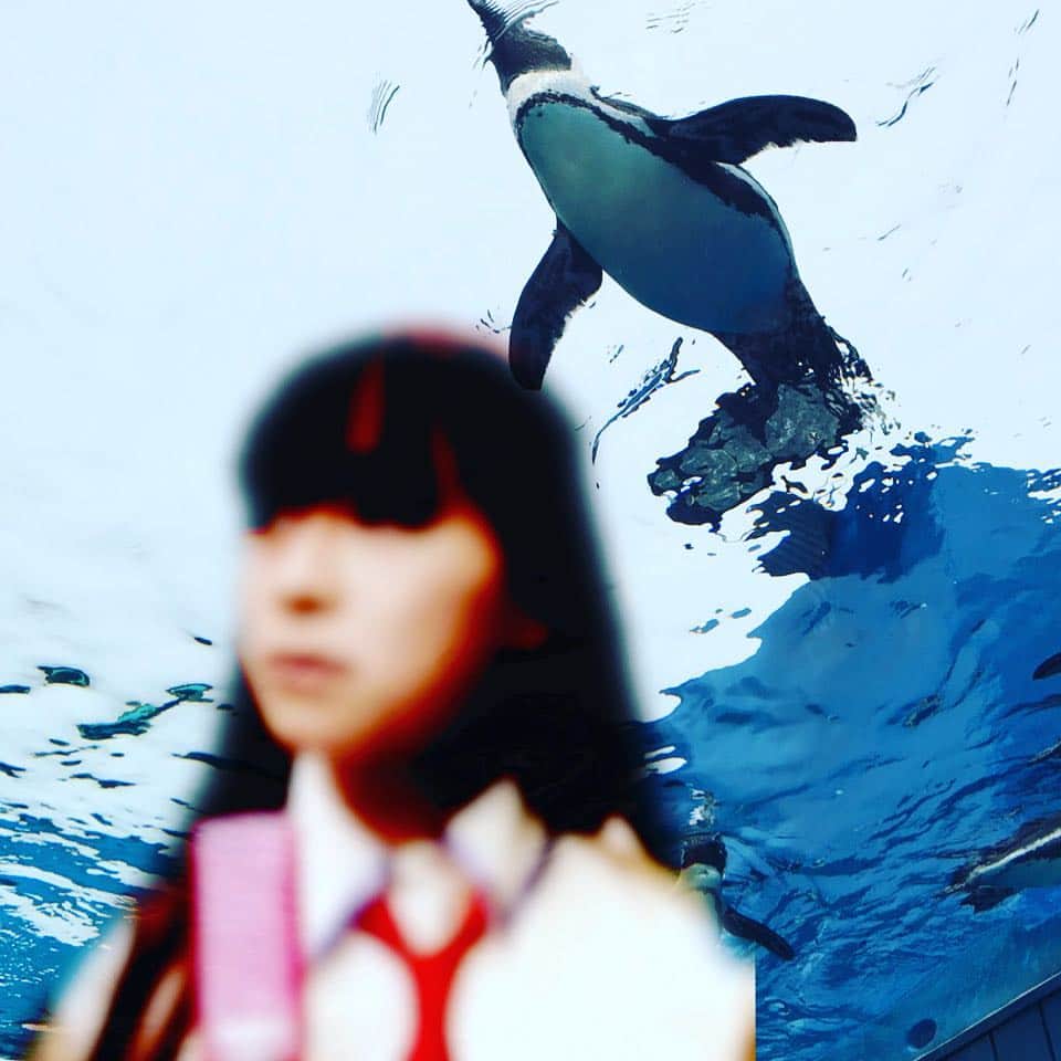 今井麻美のインスタグラム：「ペンギンは空を飛びたかったんや。 どこにいくん？ 私はいつか世界を旅してみたいと思うよ。 注文した翻訳機は届かんな。 注文しわすれたんかなあ。 まだいらんってことかな。 コレからの人生は 楽しいことだけをして 生きていきたいなぁ。 そうもいかないこともわかってるから 思うだけ。 ふふ。 #ペンギン」