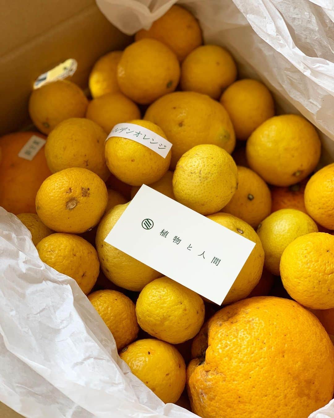 INSIDE FUJINGAHOさんのインスタグラム写真 - (INSIDE FUJINGAHOInstagram)「甘夏、新甘夏、バレンシアオレンジ、ゴールデンオレンジ、レモン…箱を開けると、黄色とオレンジのグラデーションに、ふわっと爽やかな柑橘類の芳香。どれもめちゃくちゃ美味しい…！ #stayhome な時間をハッピーにしてくれるこちらの柑橘類は、小田原市江之浦の「植物と人間(@syoku_nin)」さんのもの。  耕作放棄地の再生を目指して無農薬栽培されている柑橘類は、インターネットで購入が可能です。  無農薬栽培だから、まるごと美味しくいただけるのが嬉しい。皮はお砂糖で煮てピールにして楽しみたいと思います！  #うちで過ごそう #おいしいもの #お取り寄せ #柑橘類 #柑橘 #柑橘類大好き #甘夏 #新甘夏 #バレンシアオレンジ #ゴールデンオレンジ #stayhome #婦人画報 #fujingaho #fujingahojp #植物と人間 #江之浦」4月29日 15時03分 - fujingahojp