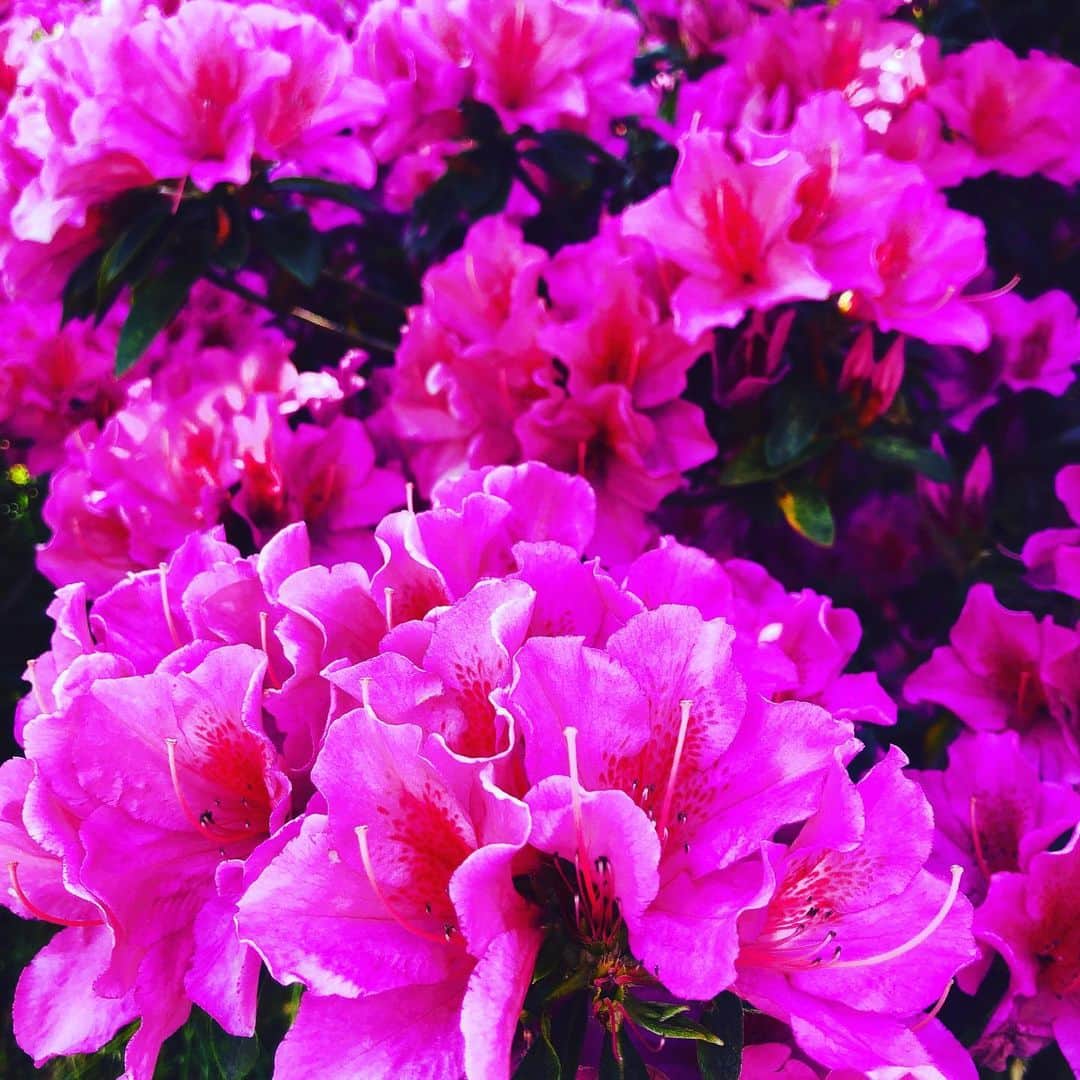 蒼山幸子さんのインスタグラム写真 - (蒼山幸子Instagram)「買い出しへ行く道 見つけた 光の波。 と鮮やかな花たち。 相変わらず 毎日の楽しみは なにを食べるか なにを作るかで それをどう叶えるかである。 ああ、今日は おやつに 苺大福が食べたい。🍓 売ってるかしら。 はたまた作ろうかしら。 悩ましい。」4月29日 16時00分 - sachiko_aoyama