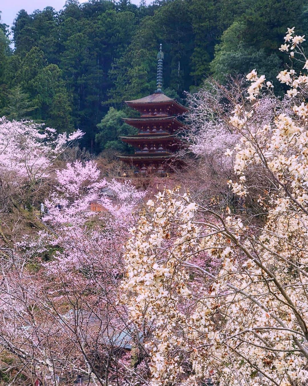 hama_aki_pppさんのインスタグラム写真 - (hama_aki_pppInstagram)「奈良県桜井市#長谷寺  Location Nara Japan  コロナ落ち着いたら行きたい場所🌸🌸 寺行きたい神社行きたい⛩⛩🙏🙏。 #神社仏閣　 #寺院仏閣　 #美しい日本　 #日本の絶景　 #奈良県景観資産  #絶景delic  #わたしは奈良派  #タビジェニ　 #日本ツアーズ　 #神社フォトコンわたしと神社　 #こころから  #japanlover  #amazing_shotz  #top_favorite_shots  #amazingview  #traveljapan  #inspring_shot #beautiful_kansai #japan_daytime_view  #japanesetemple  #japanesegarden  #lovers_united_japan  #jalan_travel  #igbest_shots #dokoiku」4月29日 17時02分 - hama_aki_ppp