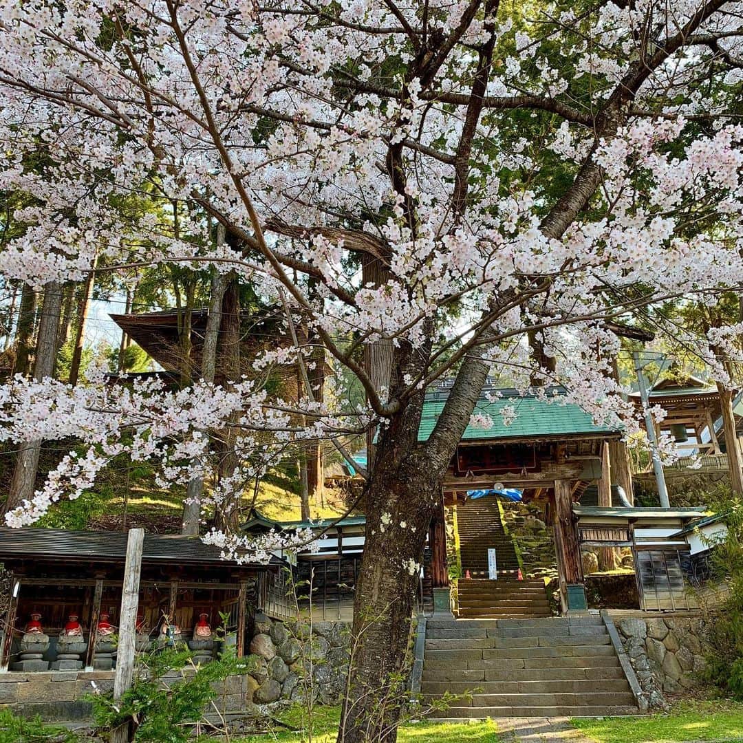 野沢温泉　村のホテル　住吉屋のインスタグラム：「｢健命寺の桜｣ 出勤途中、健命寺の前を通ると桜が満開でした。 #野沢温泉 #住吉屋 #桜 #満開」