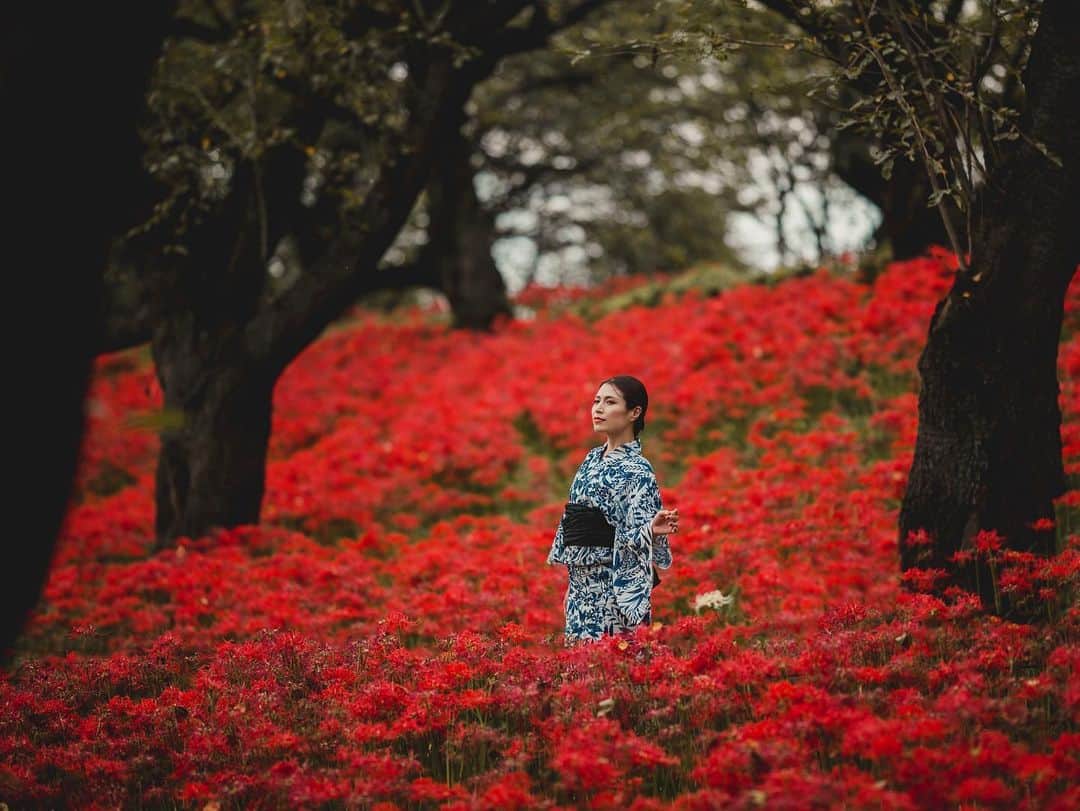 イルコ光の魔術師のインスタグラム：「今日は2枚目でーす❗️全く人のいない彼岸花で撮影❗️今週はたまにYouTubeで生放送したりしようと思ってるので、ぜひみてね❗️昨日は撮影技術の動画もアップしたよ❗️Sigma 135mmレンズで撮影❗️. . モデル: Mari . . 新しい @ilkomobile アカウントにiPhoneで撮ってるポートレートもアップしますよ！いい光があればカメラ&レンズはなんでもいいと思います . . #ストロビスト #ポートレート #海 #14mm #Sigma #instagramjapan #石垣島 #東京カメラ部 #ig_today #igersjp #tokyocameraclub #instalike #instagramhub #team_jp_ #vscogoodshot #strobist #strobistlighting #portrait_perfection #iphonephotography #イルコ #光の魔術師 #桜 #instagramhub #カメラ女子 #iphoneography  #lovers_nippon #ファインダー越しの私の世界 #写真好きな人と繋がりたい #portrait」