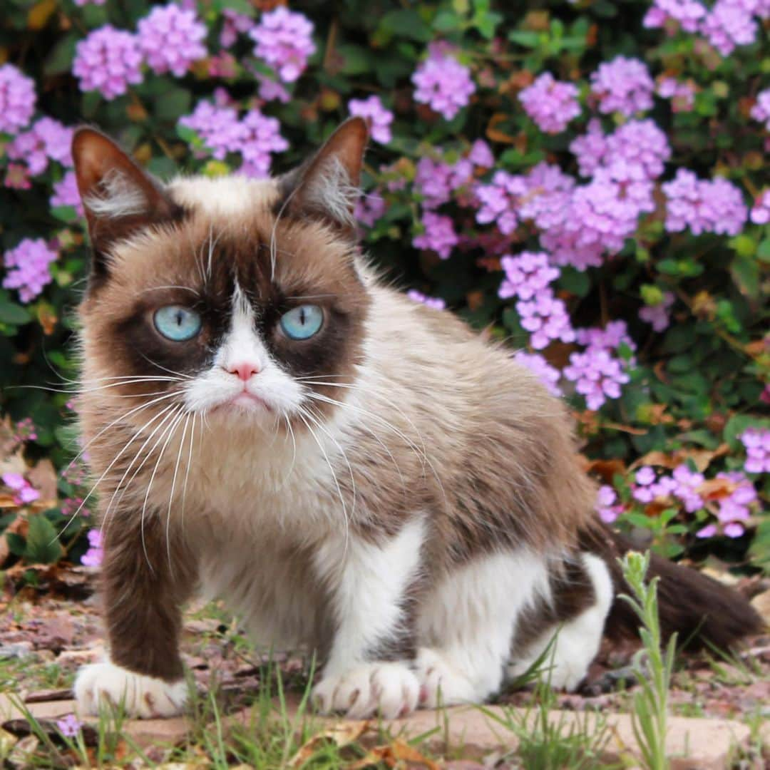 Grumpy Catさんのインスタグラム写真 - (Grumpy CatInstagram)4月30日 5時04分 - realgrumpycat