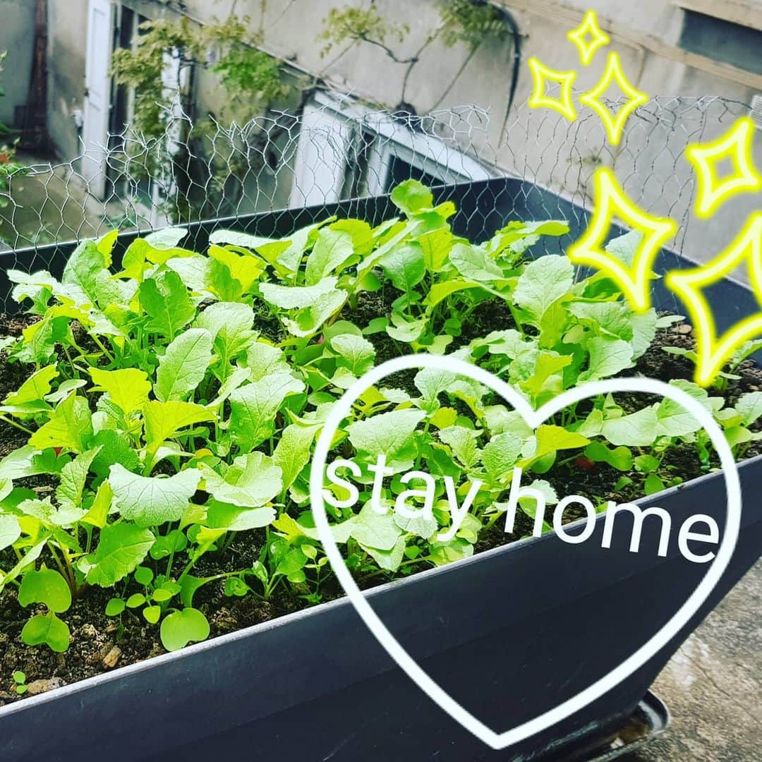 平井絵巳さんのインスタグラム写真 - (平井絵巳Instagram)「Home made Radish！ During the stayhome, seedlings is growing 🌱 already could be eat... Thank you for eat  Take care your health❣️ #おうち時間 #自家栽培のラディッシュ #外出禁止期間中の苗植え #スクスク育ち🌱🌱 #食べれるまでに、、 #いただける幸せ #早くの終息を願います❣️」4月29日 20時07分 - emiiiii_hra