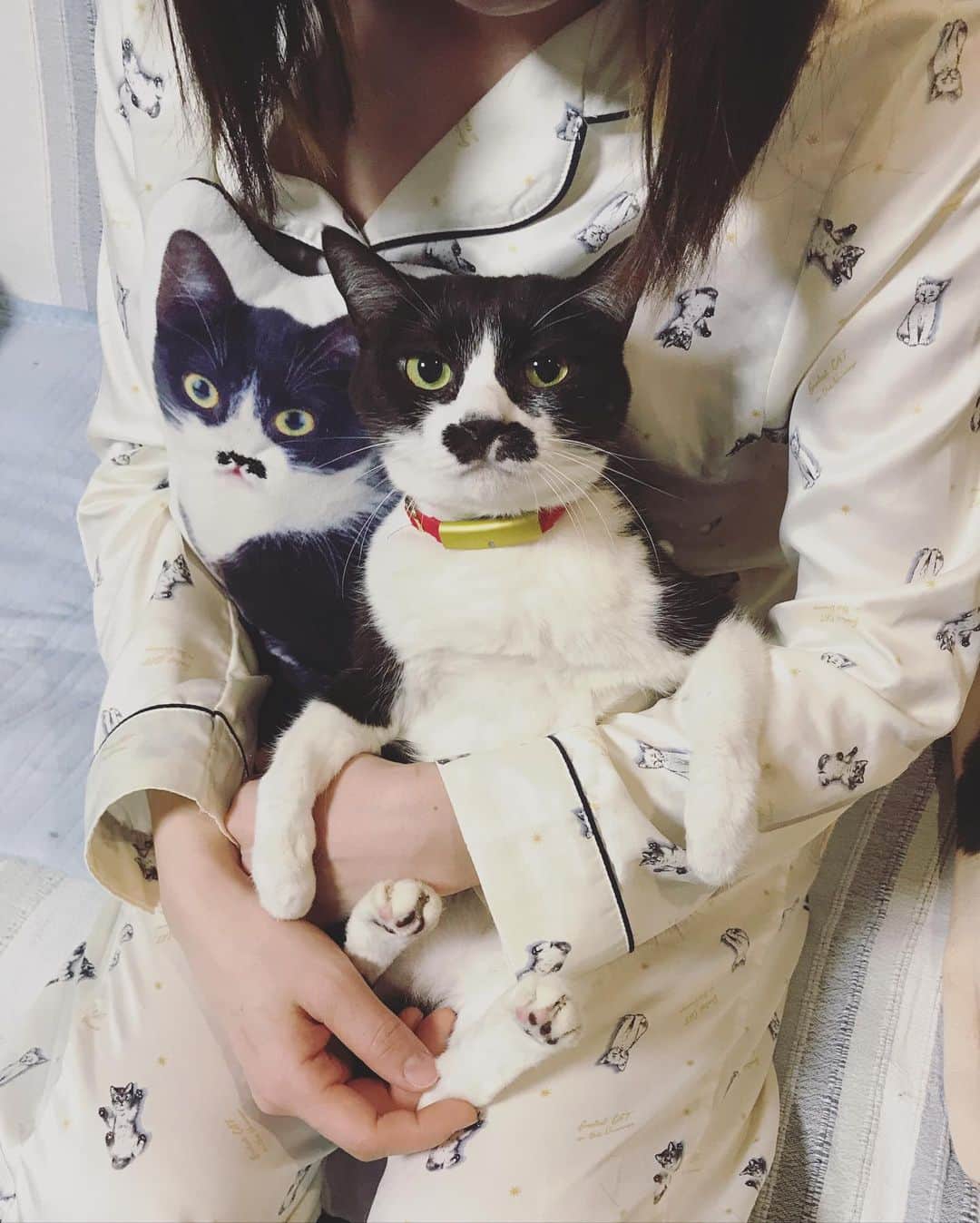 もじゃころのインスタグラム：「ペ「あいちゃんの膝は誰にも渡さにゃいッ！！」 #チョッチュ具志コロペッペ  #あいちゃんの膝の上  #水曜日の悪夢」