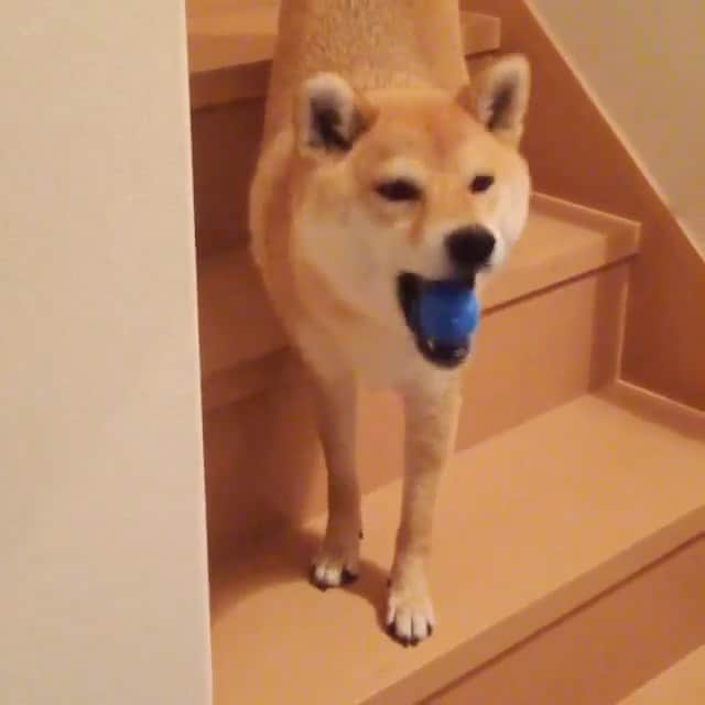 マロたんのインスタグラム：「犬もおうちで楽しむ方法を知っている #stayhome #shiba #shibainu #weeklyfluff」