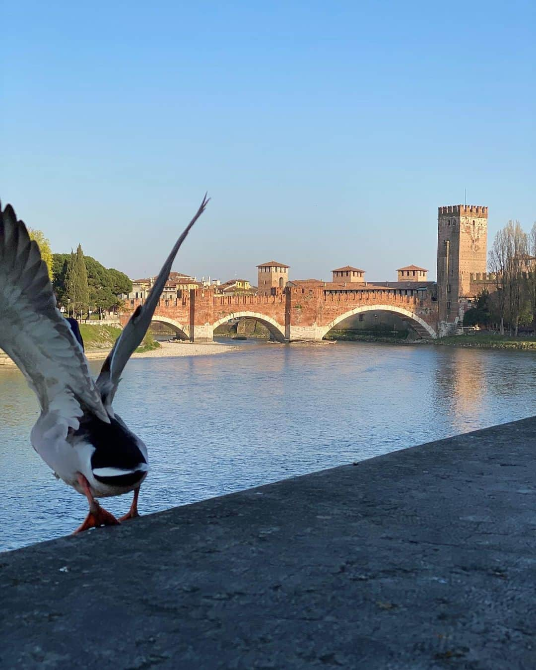 フェデリカ・ペレグリニさんのインスタグラム写真 - (フェデリカ・ペレグリニInstagram)「Castel Vecchio e una quaqua 🦆」4月29日 20時43分 - kikkafede88