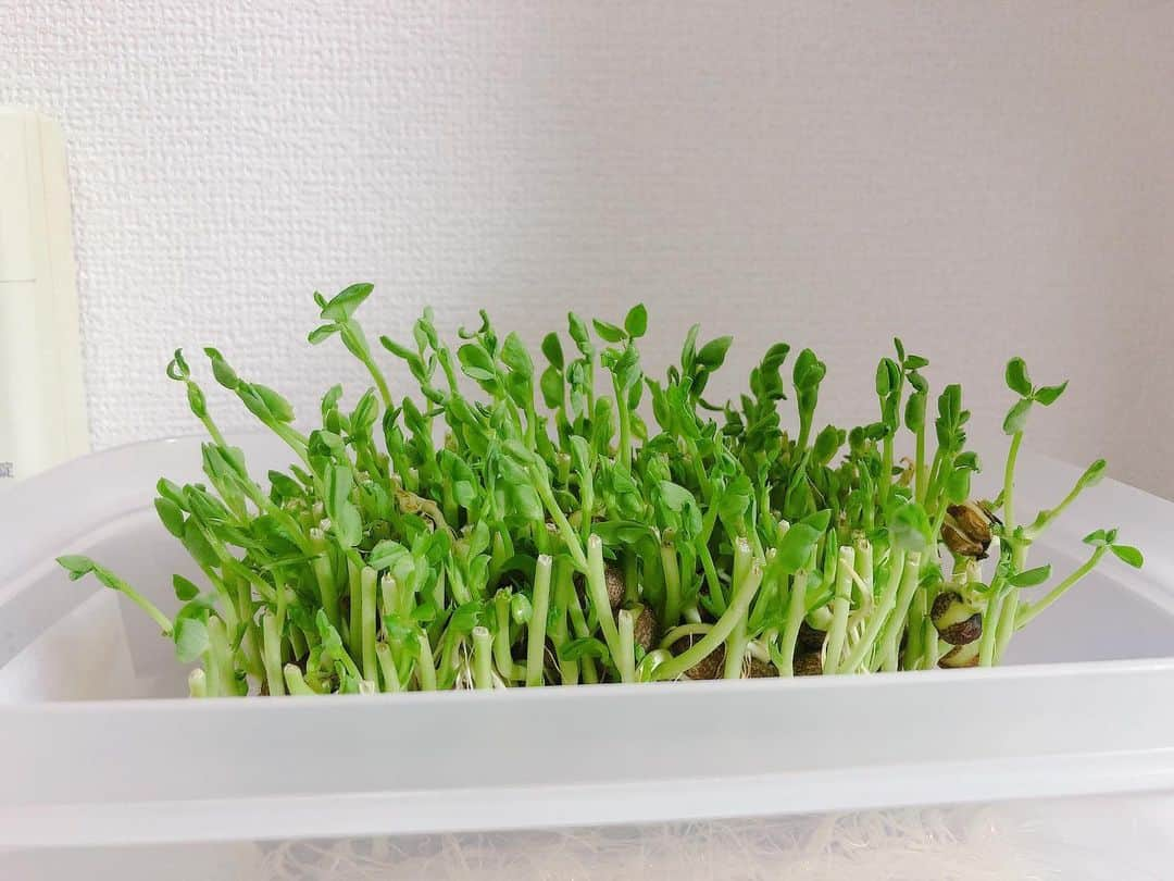 森園れんさんのインスタグラム写真 - (森園れんInstagram)「最近豆苗の写真しか撮ってない🌱笑  #おうち時間  #豆苗栽培 4日目」4月29日 20時44分 - ren__m