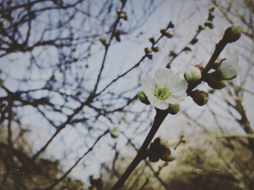 小瀬村晶さんのインスタグラム写真 - (小瀬村晶Instagram)「#throwback #2019 #february #winter #park #tokyo #staysafe」4月29日 21時25分 - akirakosemura