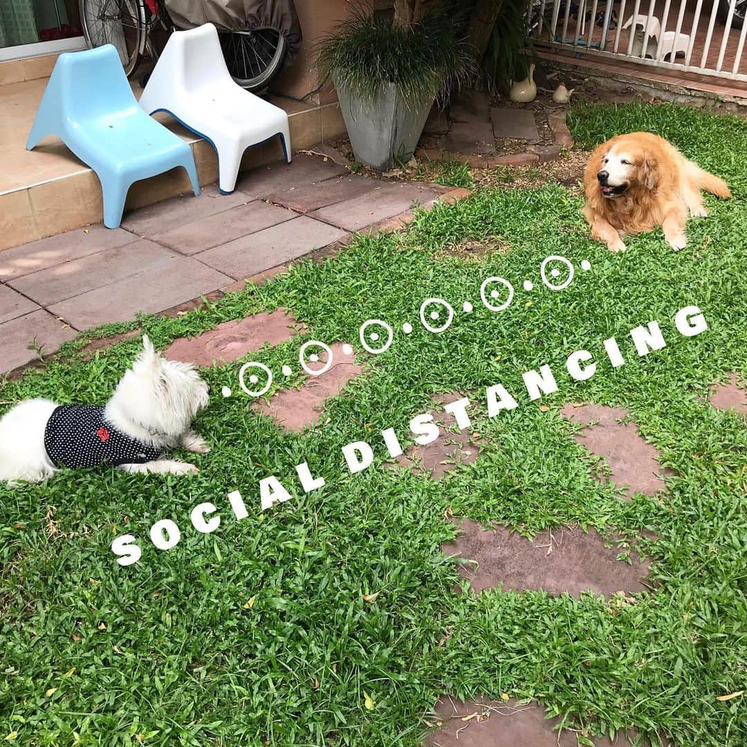 Hoykong&Plamuekのインスタグラム：「Stay safe everyone. We are fine here in Bangkok.  #stayhome #socialdistancing  #hkpm #covid19」