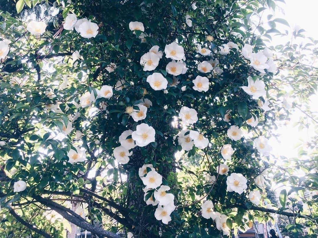 藤野可織さんのインスタグラム写真 - (藤野可織Instagram)「外の白い薔薇。」4月29日 21時35分 - fujinono