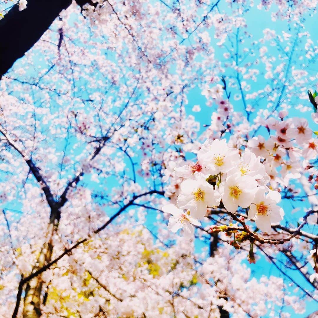 わっち☆ wacchiさんのインスタグラム写真 - (わっち☆ wacchiInstagram)「* 君の存在だって いつでも思い出せるけど 本当に欲しいのは 思い出じゃない今なんだ  #桜 #cherryblossom  #ザ花部 #花 #flower #空 #sky #青 #blue #玉ボケ #bokeh  #iphonex #iphoneonly #iPhonegraphy #igers #igersjp #instagramjapan #mwjp #WEBSTAPICK #VSCOcam #vsco #vscogood_ #vscogoodshot #hueart_life #shootermag #shootermag_japan #ig_photooftheday #reco_ig #indies_gram」4月29日 21時49分 - 2b1yro_
