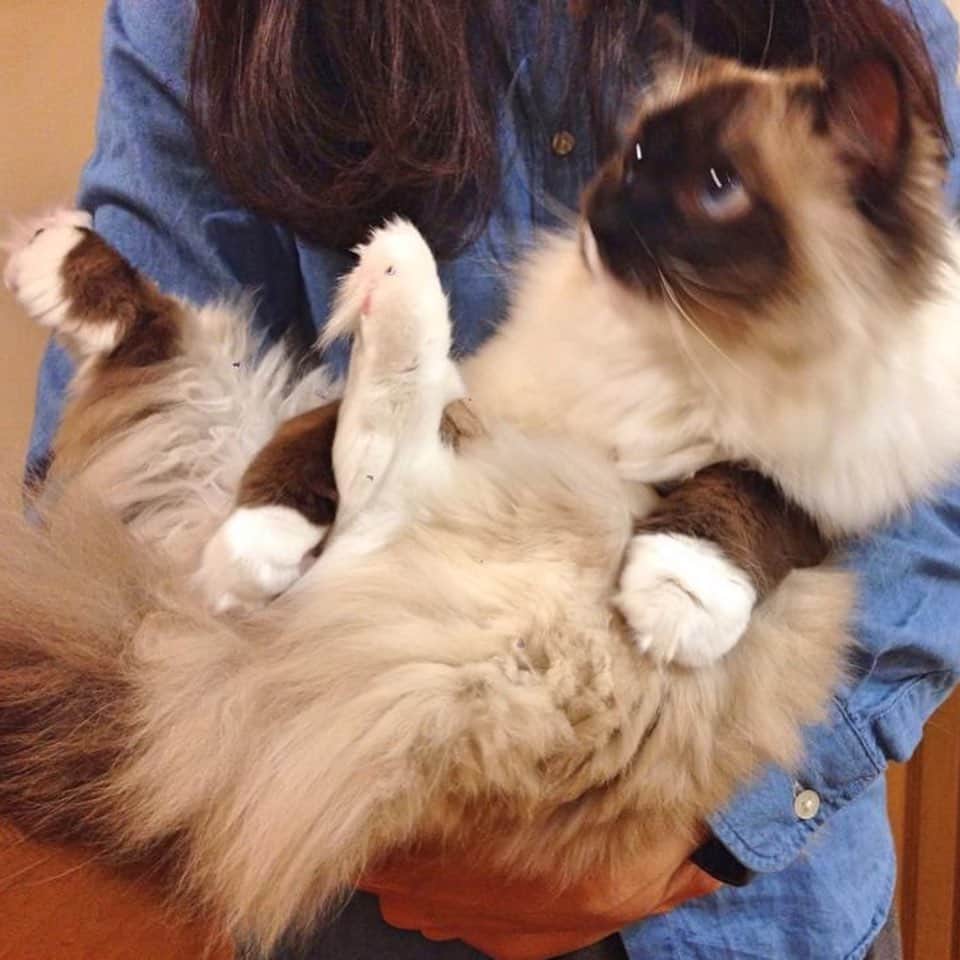 takegaeruのインスタグラム：「過去写真 なんだか幼顔のぬいぐるみちゃん🧸 #cat #猫 #ragdoll #ラグドール #ホワイトポッチーズ」