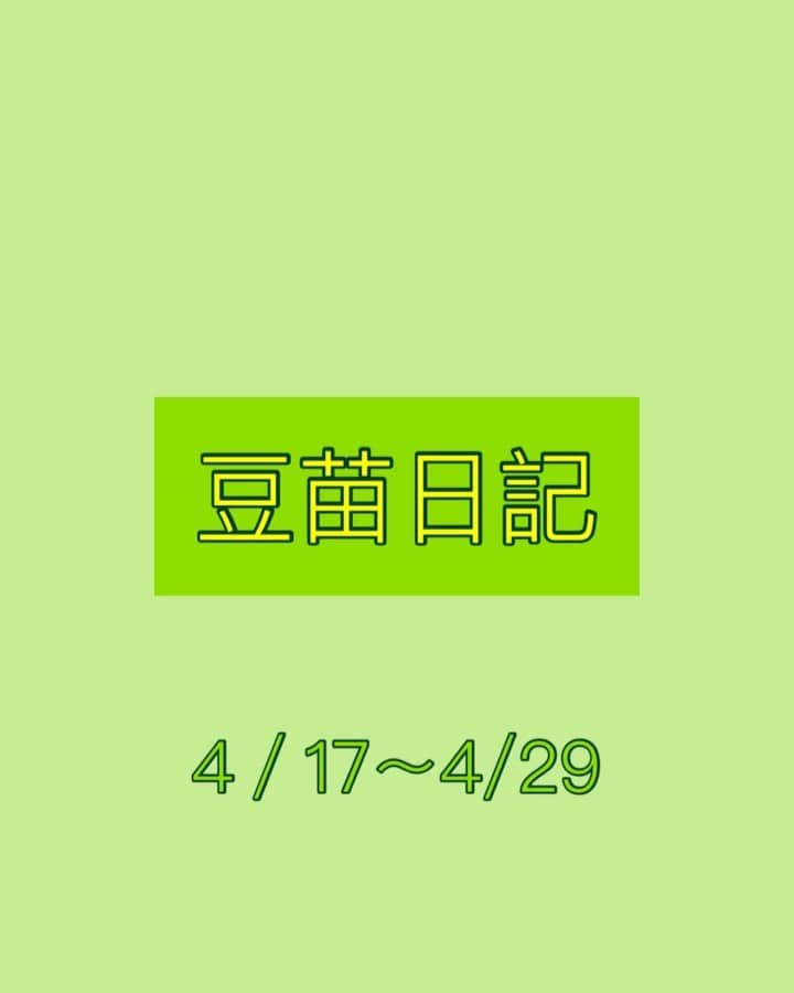 山田将司のインスタグラム：「豆苗日記をつけました。 ビタビタに炒めて食べたんだけど、食べるのに夢中で写真忘れました。。笑」