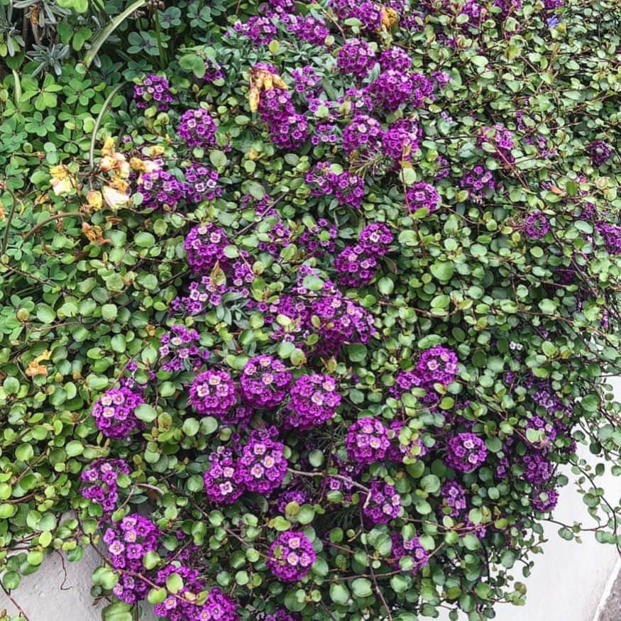 林あやのさんのインスタグラム写真 - (林あやのInstagram)「今日はショールームとチェキチャでみんなとお話しできて元気になりましたありがとうでした💐 #突然のお花 #お花 #flower #flowers #purple」4月29日 22時43分 - ayan0hayashi