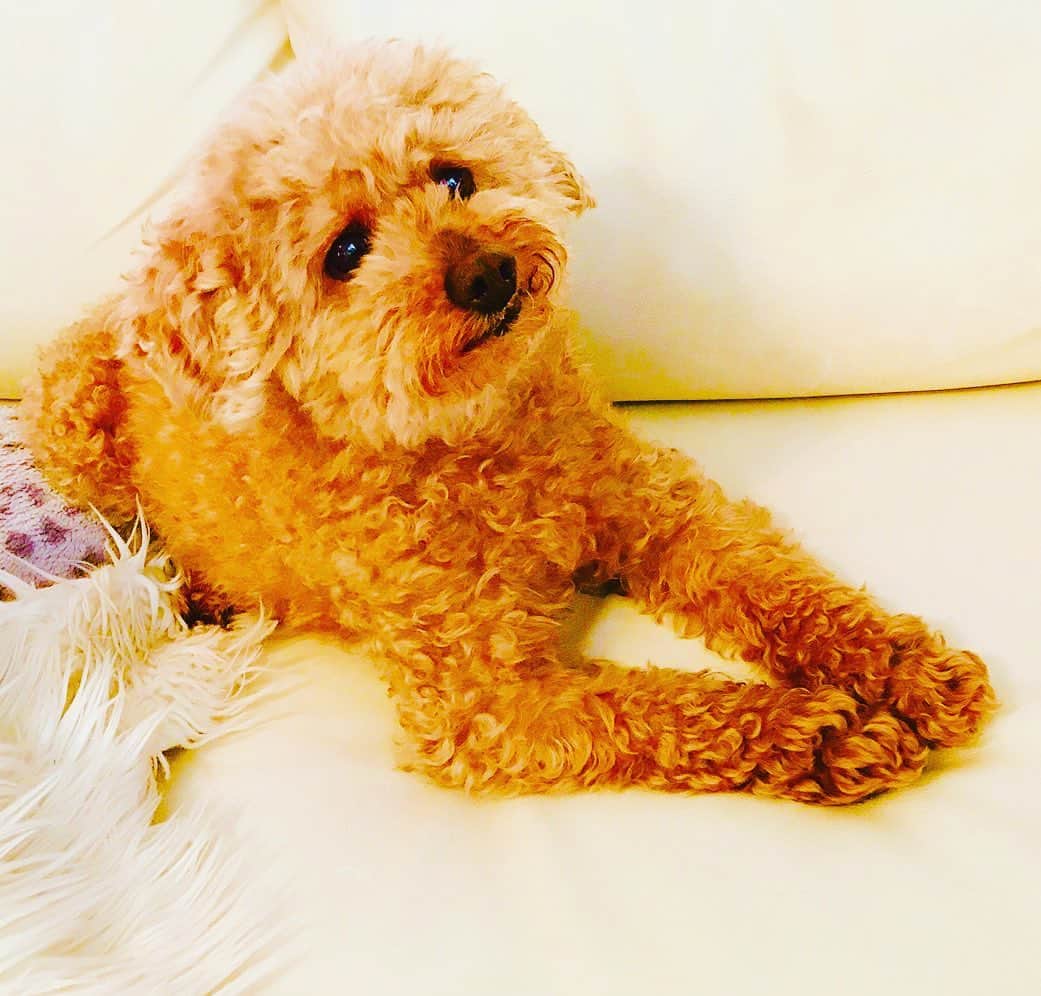 マイケル富岡のインスタグラム：「いまか いまかと お散歩の号令…待っています… #日常の幸せ #溺愛 #家族 #息子 #ベイビー #モフモフ #フワフワ #トイプ #マイケル富岡 #俳優 #タレント #ハーフ #愛犬家 #愛犬 #actor #actorslife #shooting #mybaby #mylove #family #love #youaremyeverything #cute #impactdogcratesmarjun #でかめトイプ #可愛い #home #staysafe #waitingforawalk」