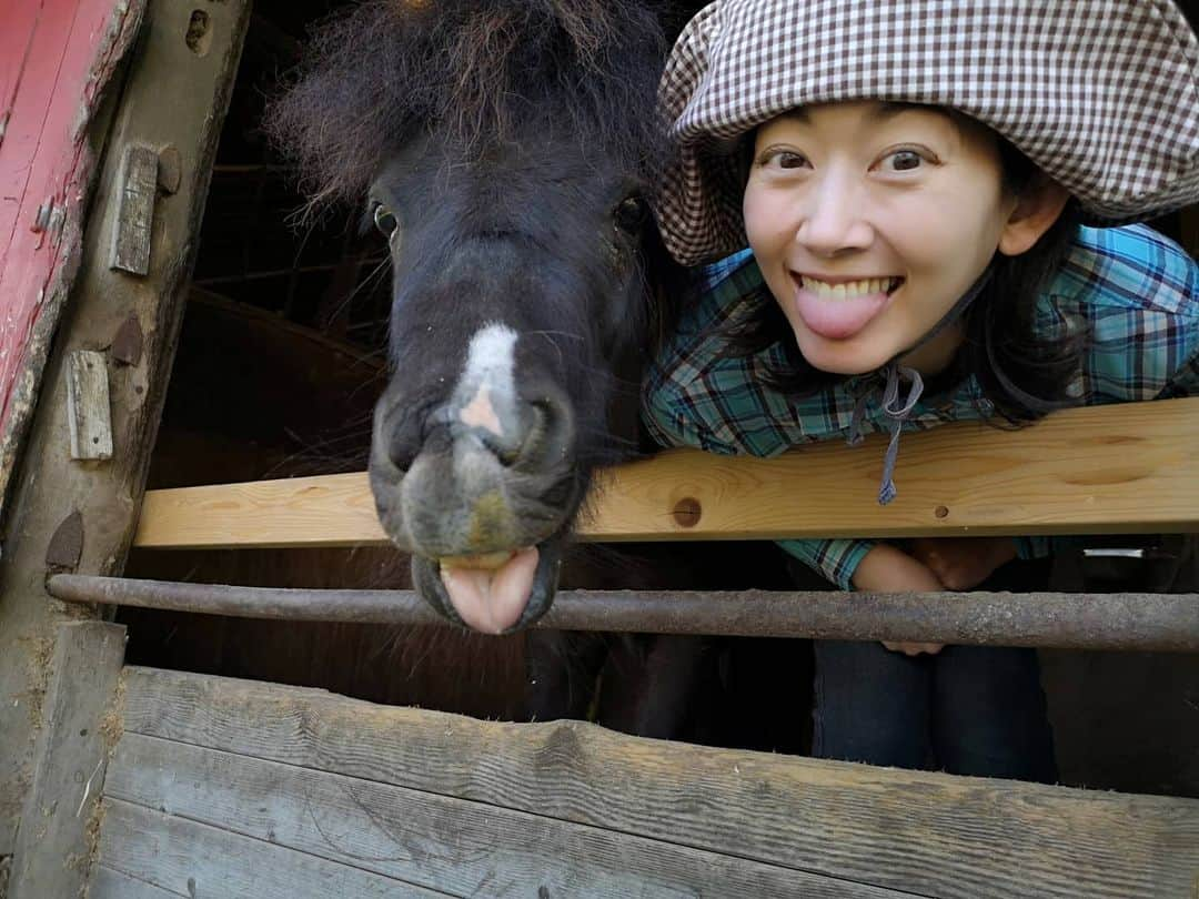 佐藤藍子さんのインスタグラム写真 - (佐藤藍子Instagram)「クラブで１番小っちゃくて、１番若い ポニーの、しょうへい🐴  コレ、スタッフさんがしょうへいに教えたんです😛  しょうへいに『べー😛』と言うと、この表情をしてくれます‼️ 瞳がクリクリで、とにかく、きゃわええ、しょうへい🐴  いつも癒してくれて、ありまとー😆  #ポニー#遠野出身のポニー#ポニーと同じ表情#pony#aikosato #佐藤藍子」4月29日 22時38分 - sato_aiko_official