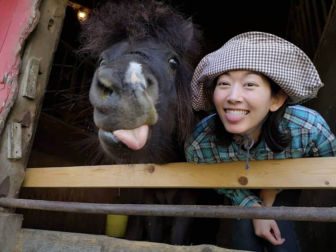 佐藤藍子さんのインスタグラム写真 - (佐藤藍子Instagram)「クラブで１番小っちゃくて、１番若い ポニーの、しょうへい🐴  コレ、スタッフさんがしょうへいに教えたんです😛  しょうへいに『べー😛』と言うと、この表情をしてくれます‼️ 瞳がクリクリで、とにかく、きゃわええ、しょうへい🐴  いつも癒してくれて、ありまとー😆  #ポニー#遠野出身のポニー#ポニーと同じ表情#pony#aikosato #佐藤藍子」4月29日 22時38分 - sato_aiko_official