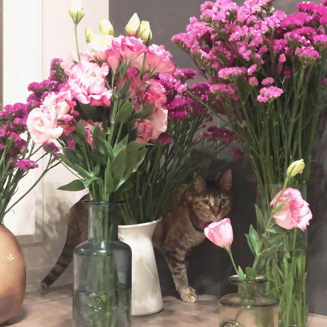 福田多希子さんのインスタグラム写真 - (福田多希子Instagram)「お花畑に迷い込んだようです🐈💐🌸　❁.*･ﾟ﻿ おかげで綺麗な瞬間をまた納めることができました﻿ こんなにたくさんの花瓶をだすことも、お花を飾ることもなかったので、飾ってる期間中にまた迷いこんでほしいね🐶🐈🧚‍♀️❀.*･ﾟ﻿  #トルコキキョウ ﻿ #スターチス﻿ #キジトラ﻿ #猫#cat#シーズー﻿ #シーズー大好き部 ﻿ #お花のある暮らし﻿ ﻿」4月29日 22時46分 - yomeponta