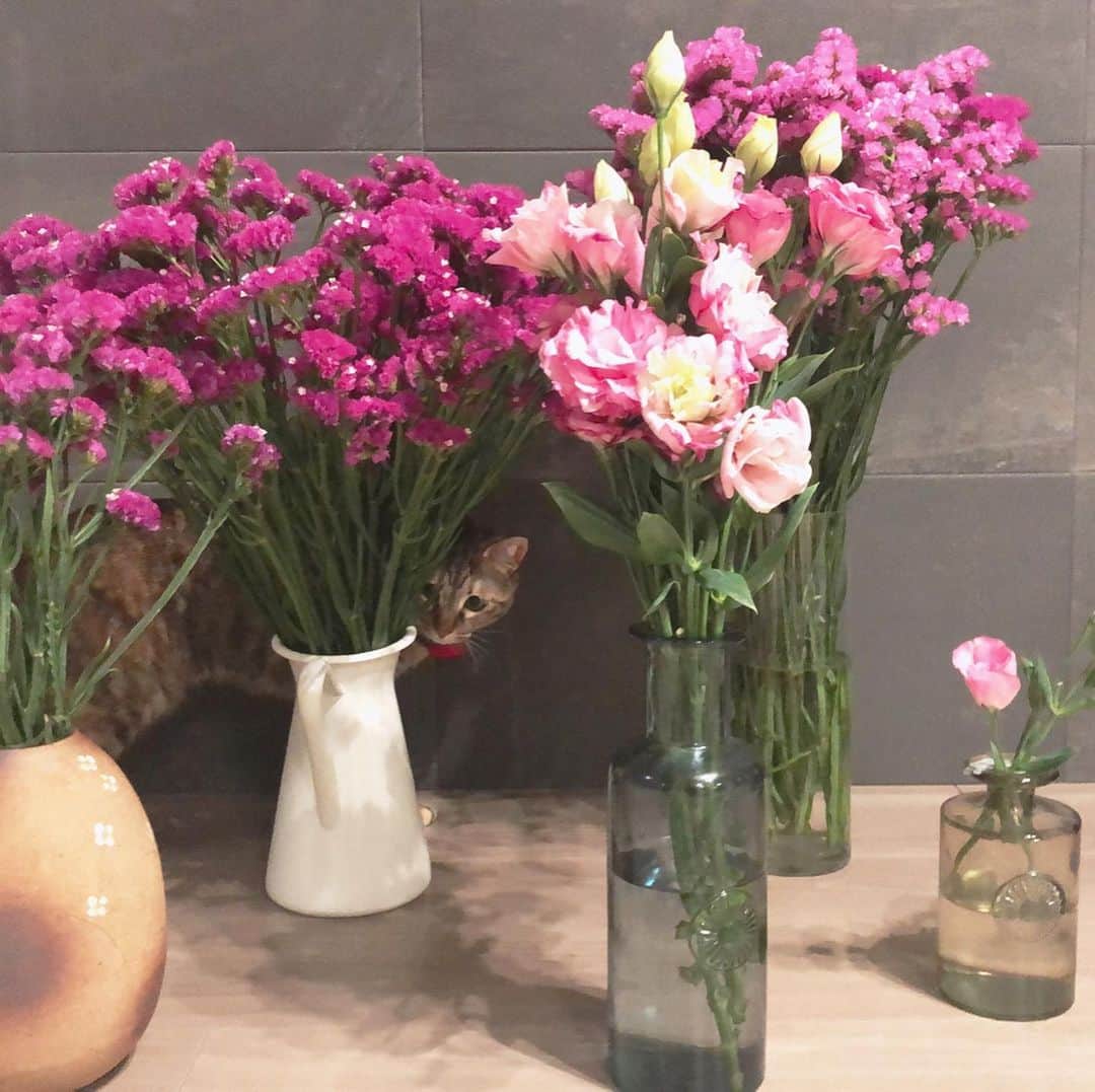 福田多希子さんのインスタグラム写真 - (福田多希子Instagram)「お花畑に迷い込んだようです🐈💐🌸　❁.*･ﾟ﻿ おかげで綺麗な瞬間をまた納めることができました﻿ こんなにたくさんの花瓶をだすことも、お花を飾ることもなかったので、飾ってる期間中にまた迷いこんでほしいね🐶🐈🧚‍♀️❀.*･ﾟ﻿  #トルコキキョウ ﻿ #スターチス﻿ #キジトラ﻿ #猫#cat#シーズー﻿ #シーズー大好き部 ﻿ #お花のある暮らし﻿ ﻿」4月29日 22時46分 - yomeponta