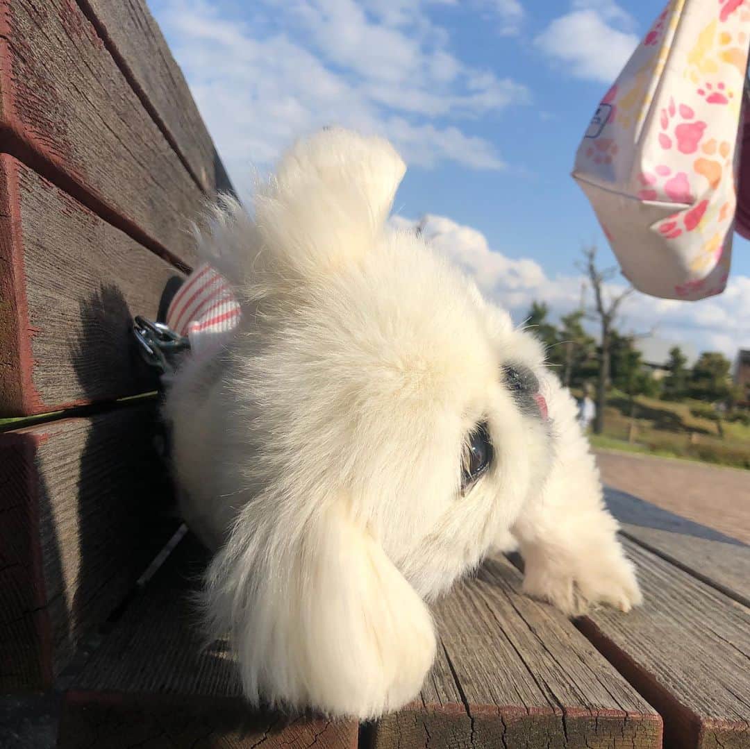 こなつのインスタグラム：「いつものベンチで休憩にーず🐶🍵 服はまっくろけ😂」