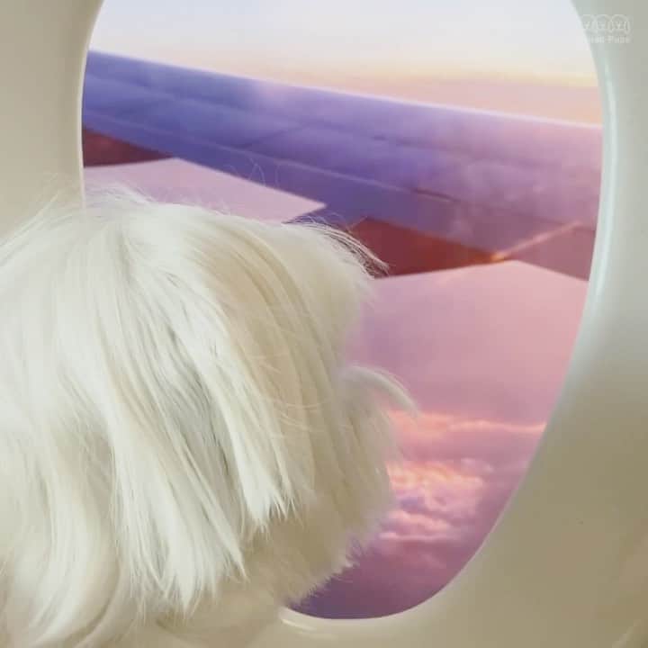 hi.arodのインスタグラム：「Today's window seat was so worth it! 😂Do you prefer window or aisle? ・・・ #windowseat#skylover#airplaneview#upinthesky#abovetheclouds#windowviews#cloudscapes#airtravel#clouds#sky#sunlight#wing#airplanewing#airplanemode#toiletseat#vacaymood#dogvideo#viralvideo#buzzfeedvideo#funnyvideo#funnydogvideo#puppyvideos#fundog#dogfun#funnydogs#funnydogvideos#maltese#malteseofinstagram#malteselovers#malteseofficial」